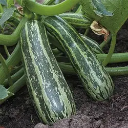 بذر کدو خورشتی سبز رومی