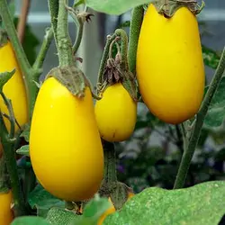 بذر بادمجان دلمه ای زرد