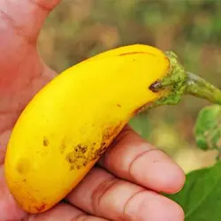 بذر بادمجان دلمه ای زرد