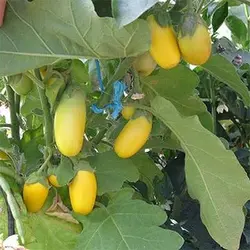 بذر بادمجان دلمه ای زرد