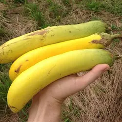 بذر بادمجان دلمه ای زرد