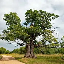 بذر درخت بلوط