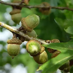 بذر درخت بلوط