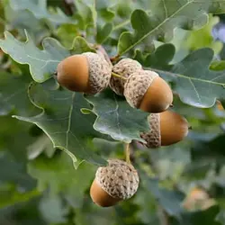 بذر درخت بلوط