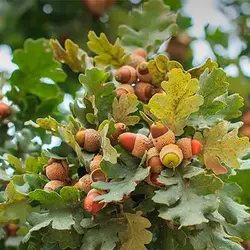 بذر درخت بلوط