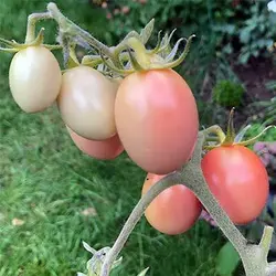 بذر گوجه فرنگی تخم مرغی صورتی تایلندی