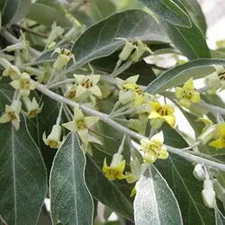 بذر درخت سنجد