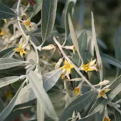 بذر درخت سنجد