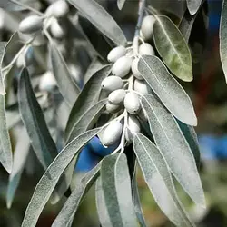 بذر درخت سنجد