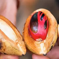 بذر درخت کالاباش (جوز هندی)