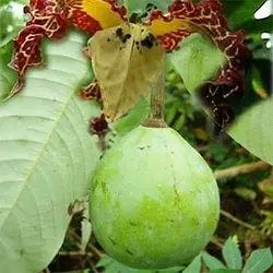 بذر درخت کالاباش (جوز هندی)