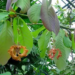 بذر درخت کالاباش (جوز هندی)