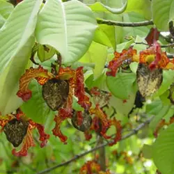 بذر درخت کالاباش (جوز هندی)