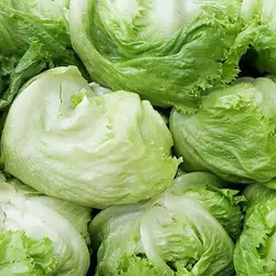 بذر کاهو سالاد مارچوبه روسی