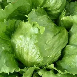 بذر کاهو سالاد مارچوبه روسی