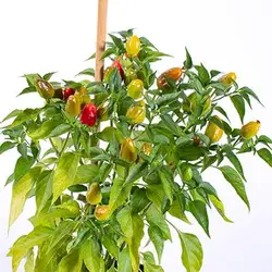 بذر فلفل داندیکوت