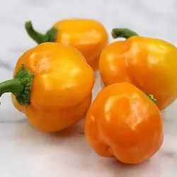بذر فلفل زنگوله زرد
