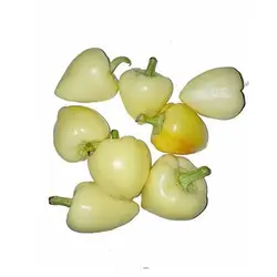 بذر فلفل قلبی سفید