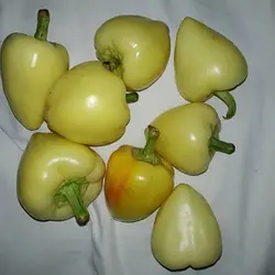 بذر فلفل قلبی سفید