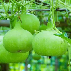 بذر کدو بمبی