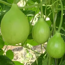 بذر کدو بمبی