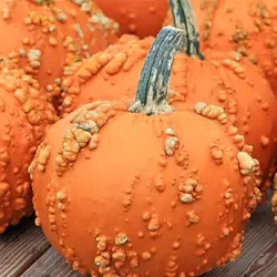بذر کدو زگیل دار میکس