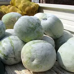 بذر کدو واکسی (خربزه زمستانی)