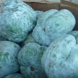 بذر کدو واکسی (خربزه زمستانی)