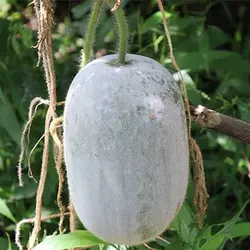 بذر کدو واکسی (خربزه زمستانی)