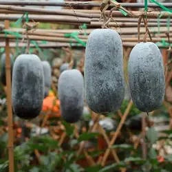 بذر کدو واکسی (خربزه زمستانی)