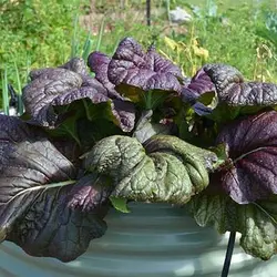 بذر خردل قرمز