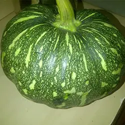 بذر کدو تنبل سبز