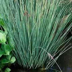 بذر درختچه جانکاس دارت آبی