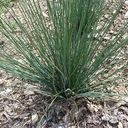 بذر درختچه جانکاس دارت آبی