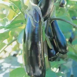 بذر بیبی بادمجان ترشی