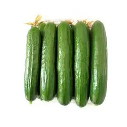 بذر خیار زمینی سوپر N3