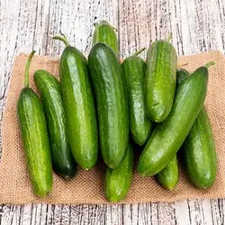 بذر خیار زمینی سوپر N3