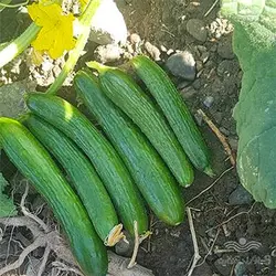 بذر خیار زمینی سوپر N3