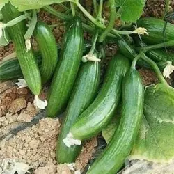 بذر خیار زمینی سوپر N3