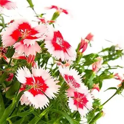 بذر گل میخک چاینا معطر