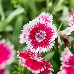 بذر گل میخک چاینا معطر