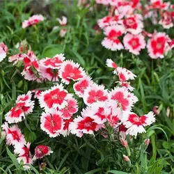 بذر گل میخک چاینا معطر