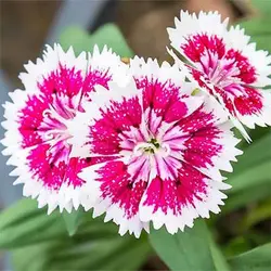 بذر گل میخک چاینا معطر