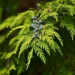 بذر سرو لاوسون