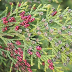 بذر سرو لاوسون