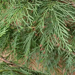 بذر سرو لاوسون