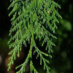 بذر سرو لاوسون