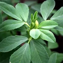 بذر شنبلیله یونانی