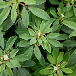 بذر شنبلیله یونانی