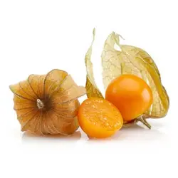 بذر فیسالیس غول هندی